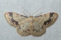 Idaea trigeminata