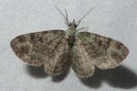 Pasiphila rectangulata