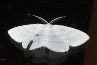 Cabera exanthemata