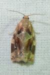 Archips xylosteana