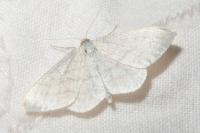 Scopula floslactata