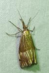 Chrysocrambus linetella