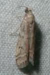 Ephestia elutella/woodiella