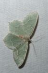 Hemithea aestivaria
