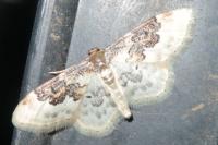 Idaea rusticata