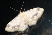 Idaea trigeminata