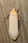 Katha depressa