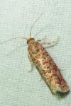 Lozotaeniodes formosana