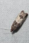 Spilonota ocellana