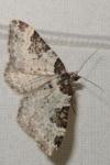 Xanthorhoe fluctuata
