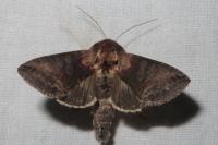 Abrostola triplasia