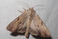 Apamea lithoxylaea