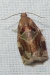 Archips xylosteana