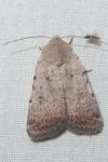 Caradrina clavipalpis