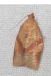 Clepsis consimilana