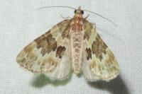 Electrophaes corylata