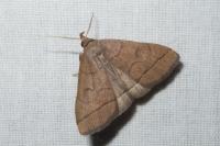 Herminia tarsipennalis