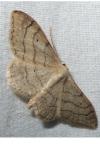 Idaea aversata