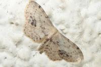 Idaea dimidiata