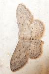 Idaea seriata