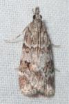 Scoparia ambigualis/basistrigalis