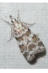 Scoparia ingratella/pyralella