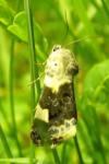 Acontia lucida