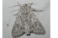Acronicta aceris