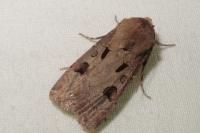 Agrotis exclamationis