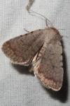 Caradrina clavipalpis