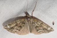 Chloroclysta siterata