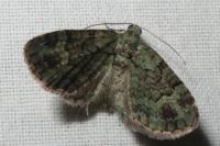 Pasiphila rectangulata