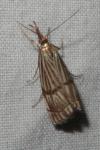 Chrysocrambus linetella