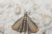 Chrysoteuchia culmella