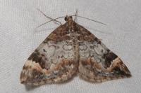 Dysstroma truncata