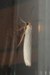 Eilema caniola