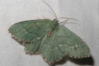 Hemithea aestivaria