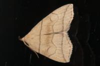 Herminia grisealis
