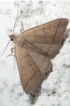 Herminia tarsipennalis