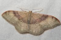 Idaea degeneraria