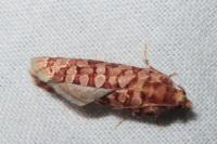 Lozotaeniodes formosana