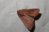 Mythimna albipuncta