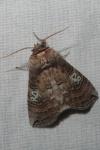 Tethea ocularis