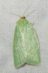 Tortrix viridana