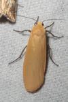 Wittia sororcula