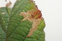 Coptotriche marginea