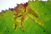 Coptotriche marginea