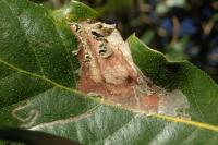 Acrocercops brongniardella