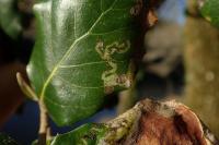 Acrocercops brongniardella