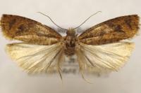 Epinotia caprana